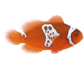 Lightning Maroon Clownfish Proaquatix (Friday Delivery)