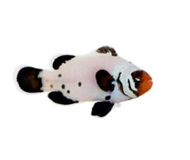 Premium Frostbite Clownfish Proaquatix (Friday Delivery)