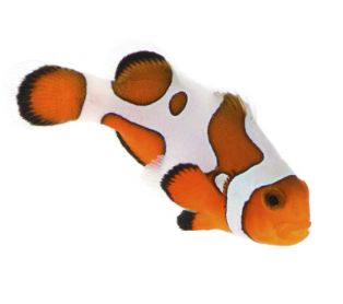 Premium Gladiator Clownfish Proaquatix (Friday Delivery)