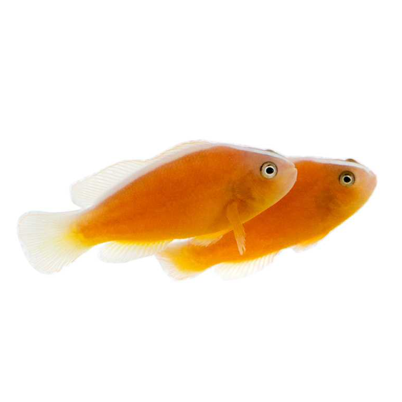 Orange Skunk Clownfish Proaquatix (Friday Delivery)