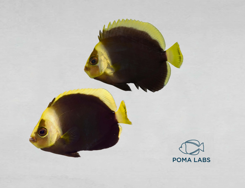 Black Phantom Angelfish