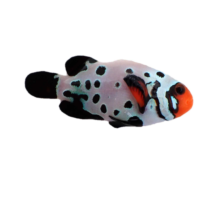 Bullet Hole Clownfish Proaquatix (Friday Delivery)
