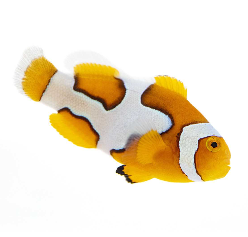 Picasso Clownfish Proaquatix (Friday Delivery)