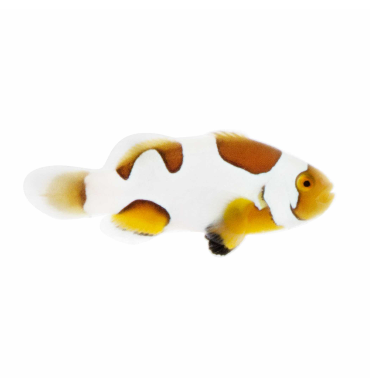 Picasso Clownfish Proaquatix (Friday Delivery)