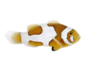 Picasso Clownfish Proaquatix (Friday Delivery)