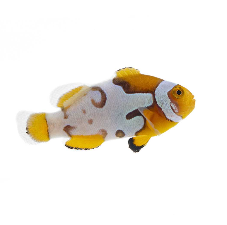 Picasso Clownfish Proaquatix (Friday Delivery)