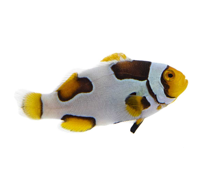 Onyx Clownfish Proaquatix (Friday Delivery)