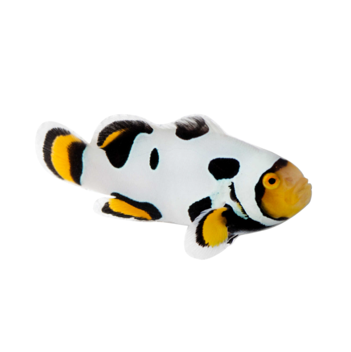 Onyx Clownfish Proaquatix (Friday Delivery)