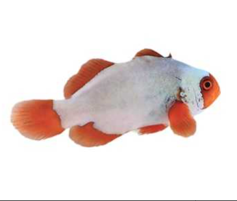 Maroon Snowflake Clownfish Proaquatix (Friday Delivery)