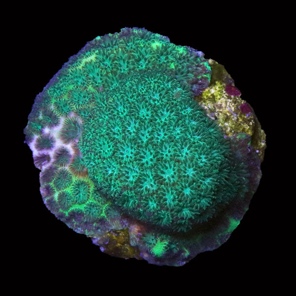 Sea Foam Leptastrea