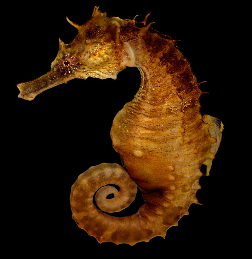 Saddled Erectus Seahorse