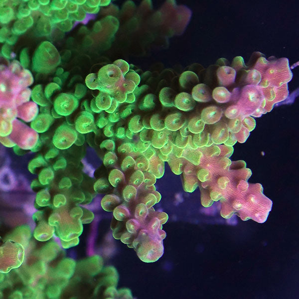 WYSIWYG cultured Acropora sm/md 1