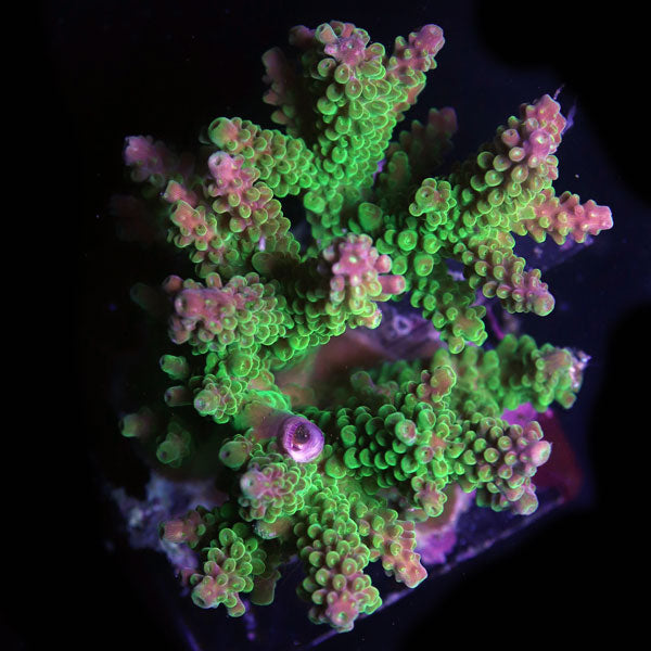 WYSIWYG cultured Acropora sm/md 1