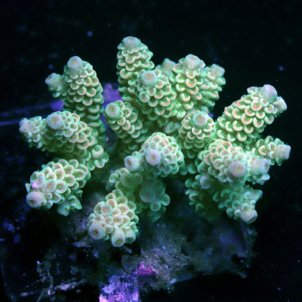 WYSIWYG cultured Acropora sm/md 10