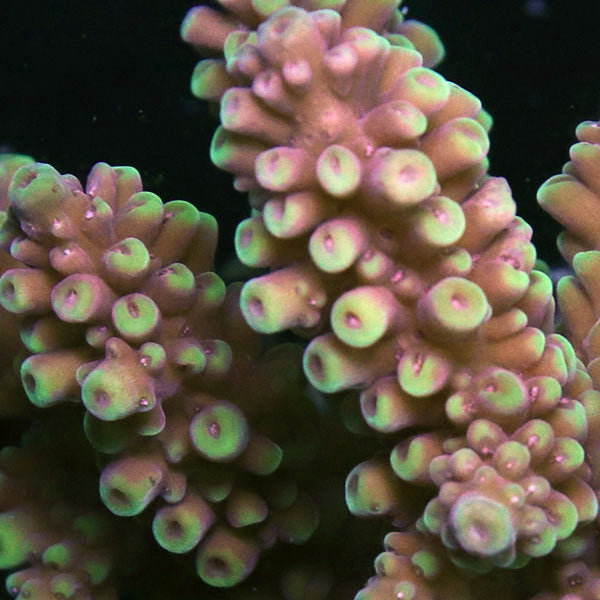 WYSIWYG cultured Acropora sm/md 11