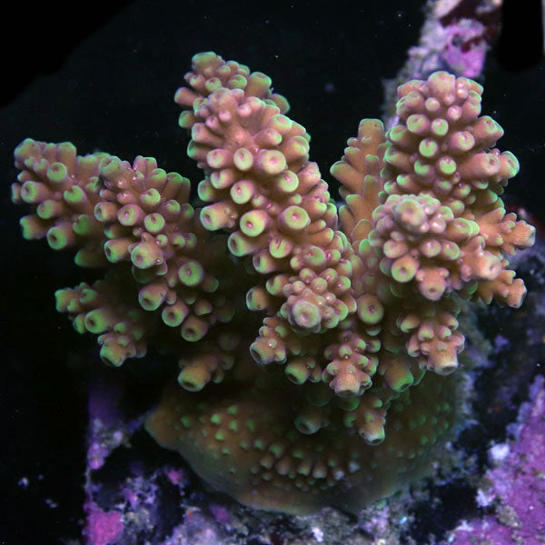WYSIWYG cultured Acropora sm/md 11