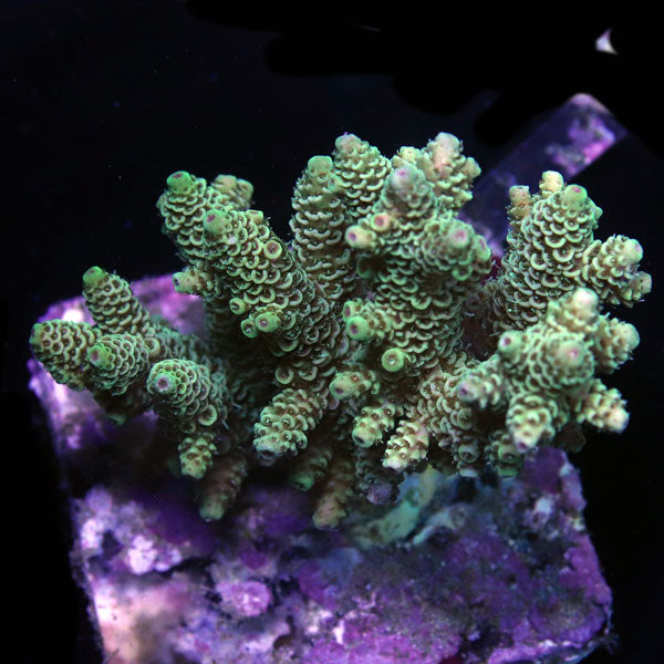 WYSIWYG cultured Acropora sm/md 12
