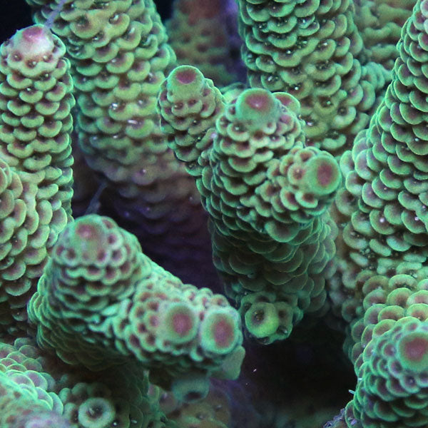 WYSIWYG cultured Acropora sm/md 13