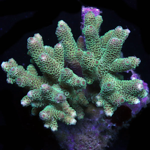 WYSIWYG cultured Acropora sm/md 13
