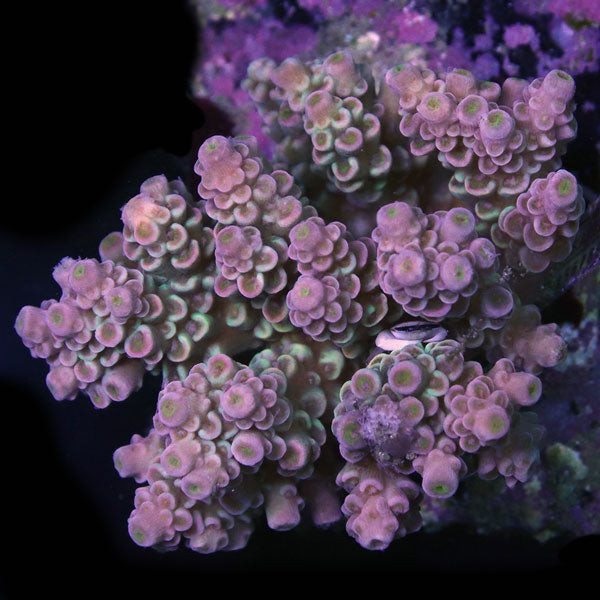 WYSIWYG cultured Acropora sm/md 14