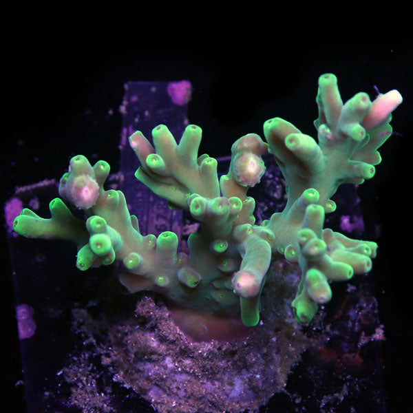 WYSIWYG cultured Acropora sm/md 15