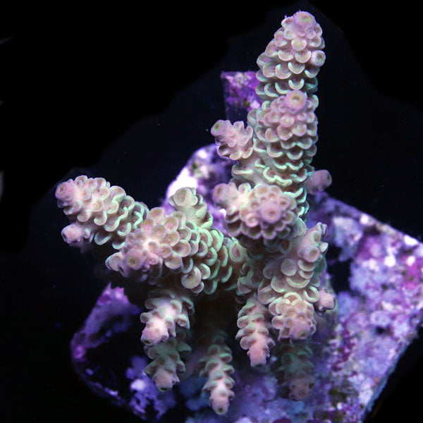 WYSIWYG cultured Acropora sm/md 16