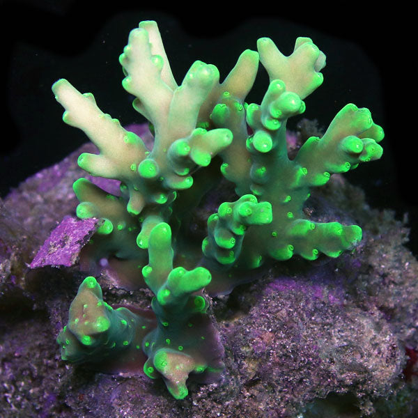 WYSIWYG cultured Acropora sm/md 17