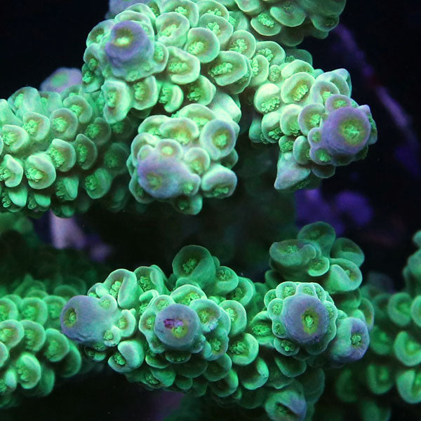 WYSIWYG cultured Acropora sm/md 18