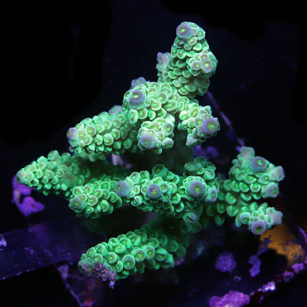 WYSIWYG cultured Acropora sm/md 18