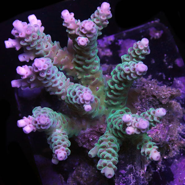 WYSIWYG cultured Acropora sm/md 19