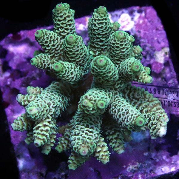 WYSIWYG cultured Acropora sm/md 20