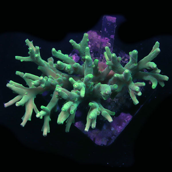 WYSIWYG cultured Acropora sm/md 2
