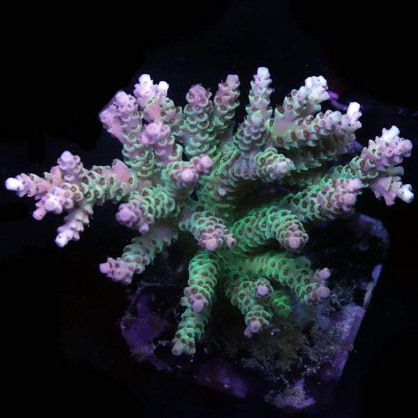 WYSIWYG cultured Acropora sm/md 3