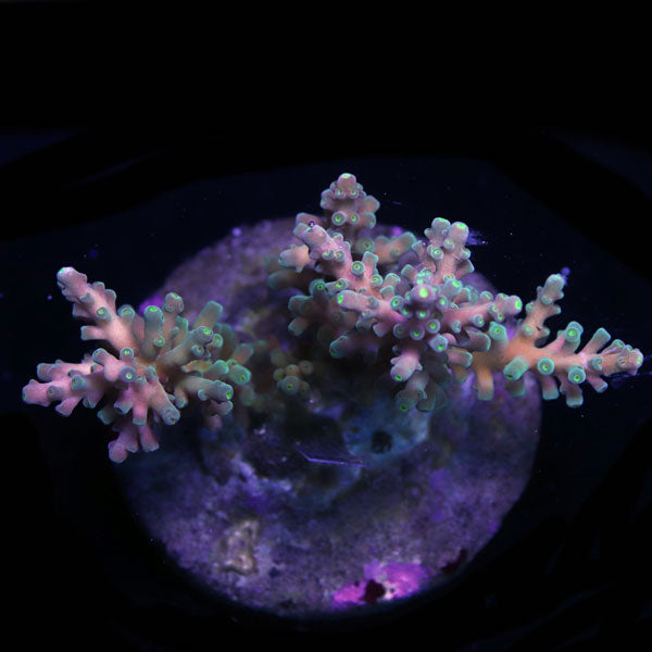 WYSIWYG cultured Acropora sm/md 4
