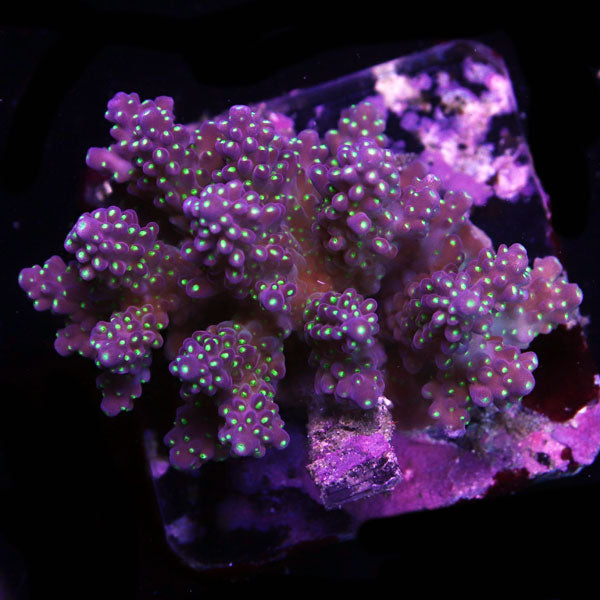 WYSIWYG cultured Acropora sm/md 5