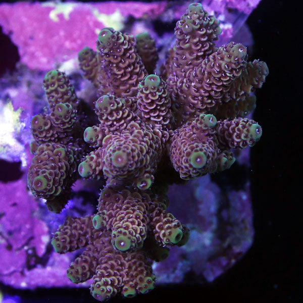 WYSIWYG cultured Acropora sm/md 7