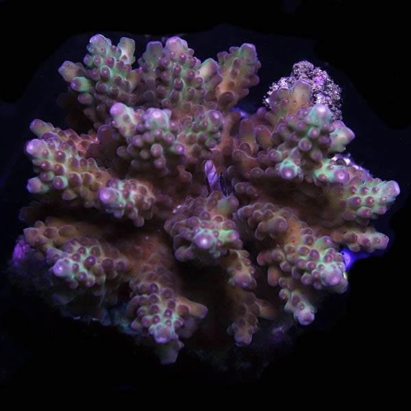 WYSIWYG cultured Acropora sm/md 8