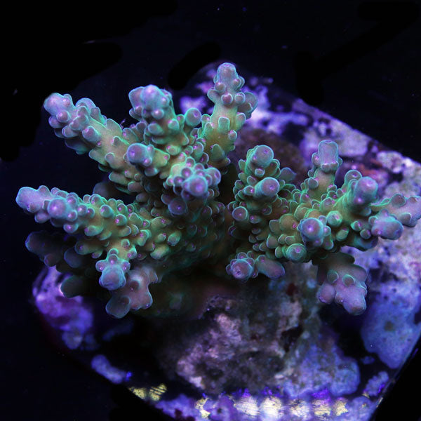 WYSIWYG cultured Acropora sm/md 9