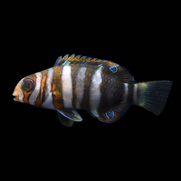 WYSIWYG Bali captive bred sm Harlequin Tusk 1