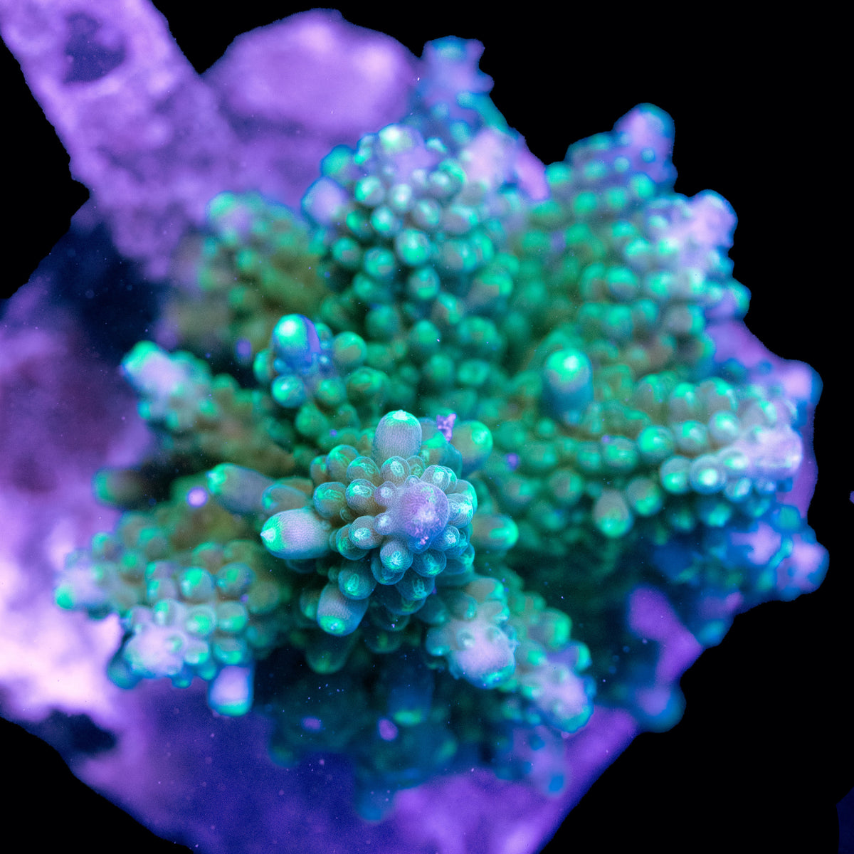 WYSIWYG cultured Acropora Small 12
