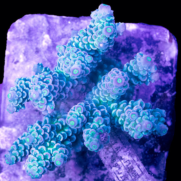 WYSIWYG cultured Acropora Small 16