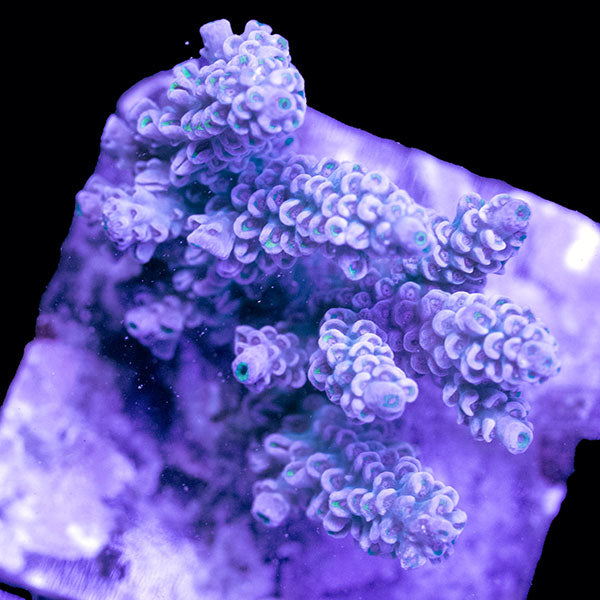 WYSIWYG cultured Acropora Small 19