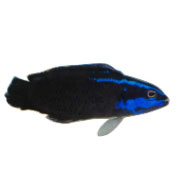 Springeri Dottyback (Proaquatix) Friday Delivery