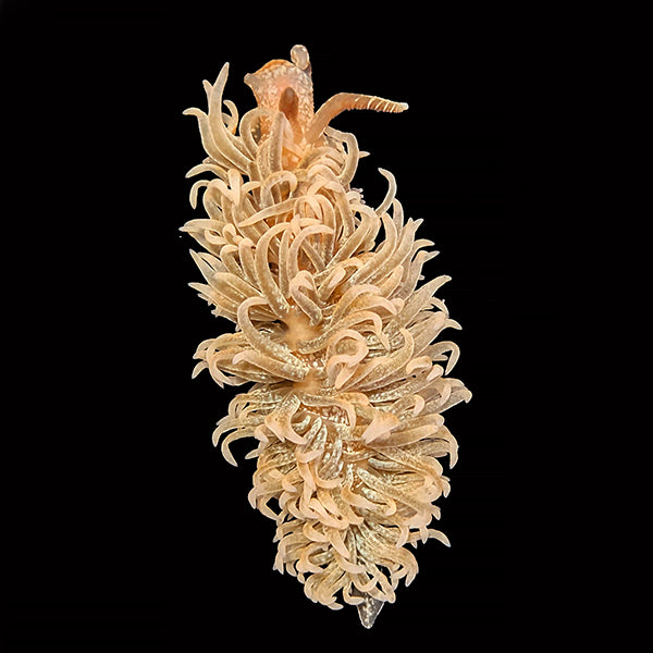 Spurilla Nudibranch - Aiptasia Eater