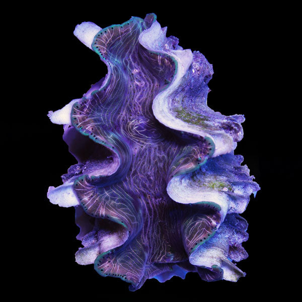 WYSIWYG cultured Squamosina Clam 2