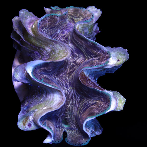 WYSIWYG cultured Squamosina Clam 3