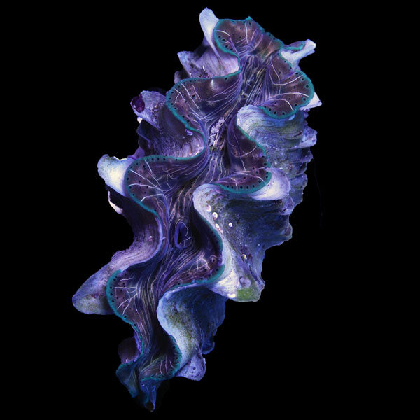 WYSIWYG cultured Squamosina Clam 4