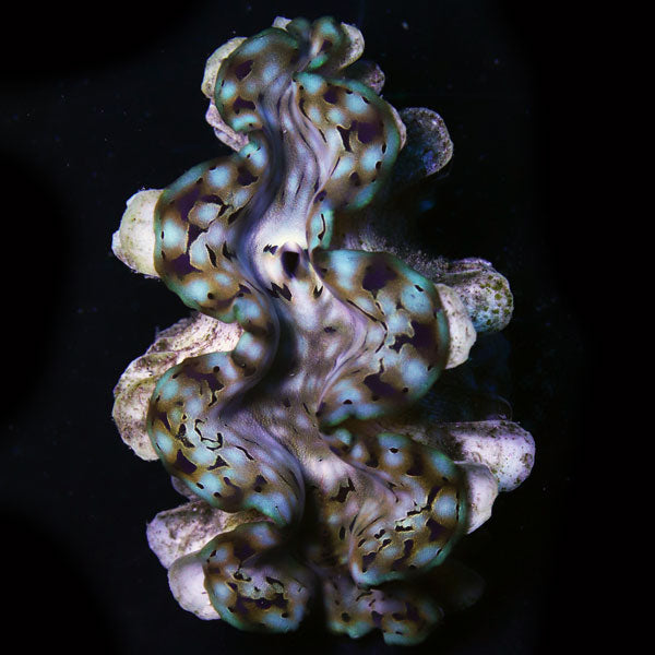 WYSIWYG cultured Squamosa Clam 10