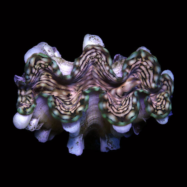 WYSIWYG cultured Squamosa Clam 13