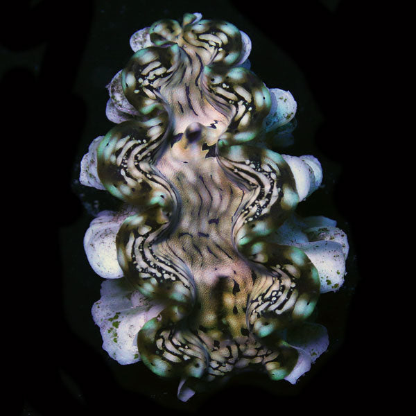 WYSIWYG cultured Squamosa Clam 3